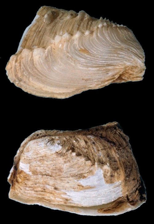 Hiatella rugosa